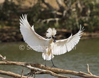 Royal Spoonbill in breeding plumage