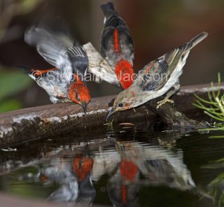 Male scarlet honeyeaters at a garden bird bath