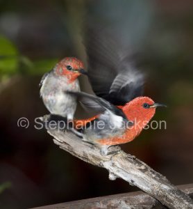 Scarlet honeyeaters