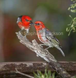 Male scarlet honeyeaters, Myzomela sanguinolenta, at a garden bird bath