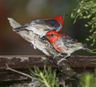Scarlet honeyeaters at a garden bird bath