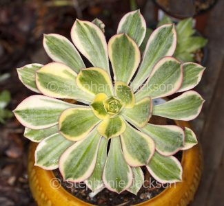 Succulent plant - Aeonium 'Sunburst'