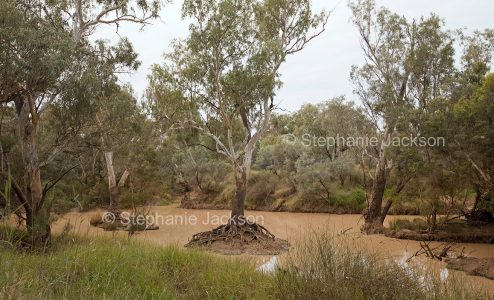 Bulloo River at Quilpie, in the south-western Queensland outback.