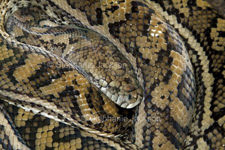 Carpet Python coiled up