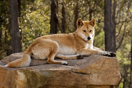 Dingo on rock