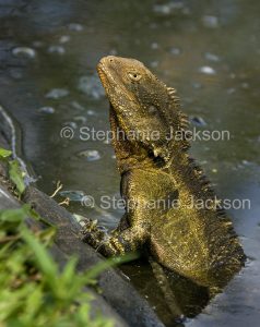 Eastern Water Dragon emerging from the water of a lake in Bundaberg, Queensland.