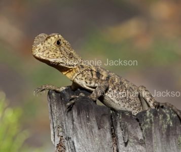 Young Eastern Water Dragon on a tree stump, in the wild, in Qeensland