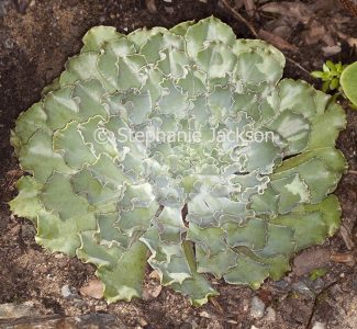 Succulent plant Echeveria 'Blue Frills'