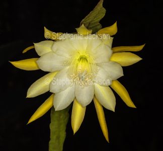 Pale yellow flower of Epiphyllum 'Going Bananas' against black background