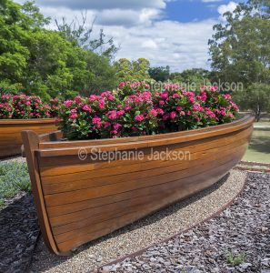 Red flowers of succulent plants, Euphorbia millii, commonly known as Crown of Thorns,. growing in a wooden boat