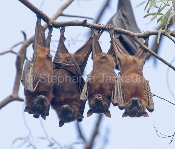 Grey-headed flying foxes / fruit bats - Pteropus poliocephalus,