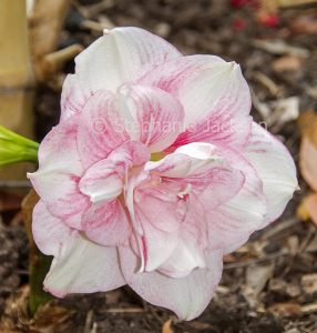 Unusual double pink and white flower of Hippeastrum 'Adele Maguire'