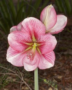 Pink and white Hippeastrum flower