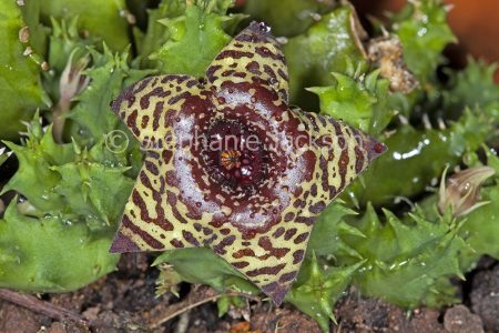 Flower and stems of succulent plant Huernia zebrina