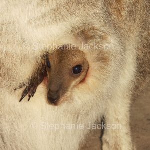 Kangaroo joey peering out of pouch