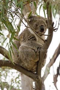 Koala in a tree in the wild at Raymond Island, near Paynesville, Victoria
