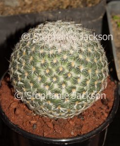 Globular cactus - Mammillaria fauxiana elegans
