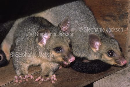 Possum twins