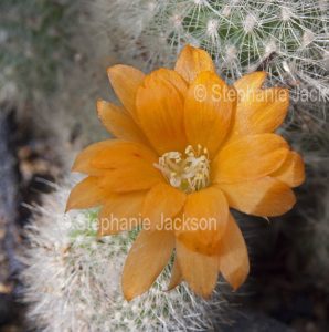 Rebutia muscala, cactus with orange flower