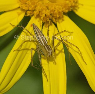 Lynx Spider. Oxyopes species, on a yellow flower