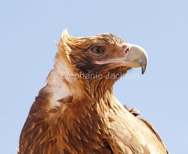 Face of wedge tailed eagle in outback