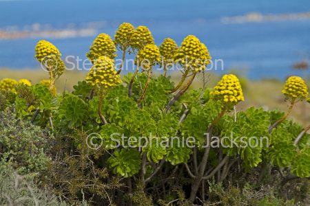 Succulent plant, Aeonium arboreum in bloom