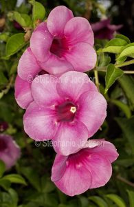 Cluster of red flowers of Allamanda blanchetti - a climbing plant