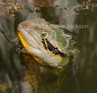 Eastern Water Dragon peering out of the water of a lake in Bundaberg, Queensland