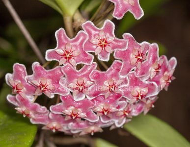 Hoya 'Royal Hawaiian' - Wax Flower
