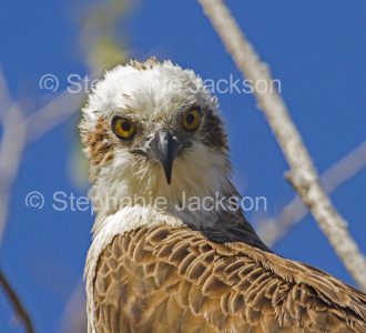 Close-up of face of Eastern Osprey against blue sky at Hervey Bay