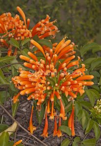 Flowers of Pyrostegia venusta , Golden Trumpet Vine,