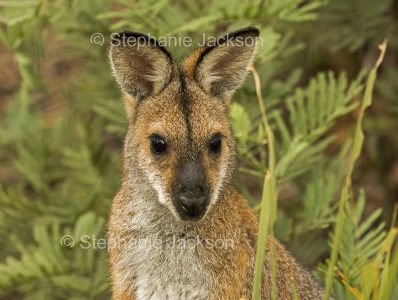 Face of Red-necked / Bennett's Wallaby (Notamacropus rufogriseus) in Wollemi National Park, NSW