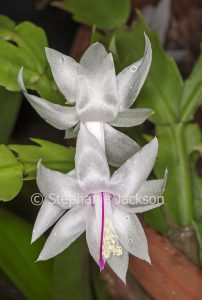 Schlumbergera truncata, zygocactus, Christmas cactus, 'White Christmas'