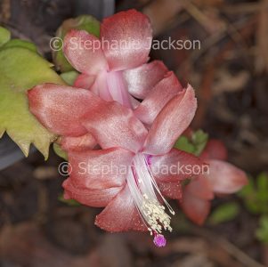Apricot pink flower of Schlumbergera truncata 'Sanibel' a zygocactus