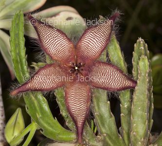 Flower and stems of succulent plant Stapelia gettlefii