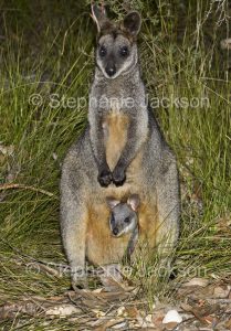 Female Swamp Wallaby (Wallabia bicolour) with a joey in her pouch at Morton National Park, NSW