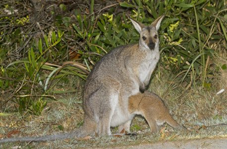 Female Red-necked / Bennett's Wallaby (Notamacropus rufogriseus) with her joey getting into her pouch - in Crowdy Bay National Park, NSW