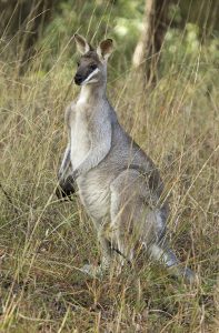 Whip-tailed / whiptail wallaby (Macropus parryi) at Cania Gorge National Park in Queensland