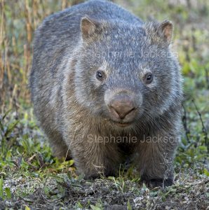 Wombat at Dharug National Park, NSW