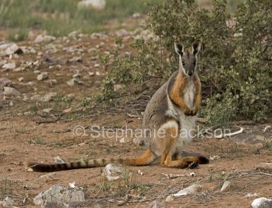 Yellow-footed rock wallaby (Petrogale xanthopus), an endangered species, in Flinders Ranges National Park, South Australia