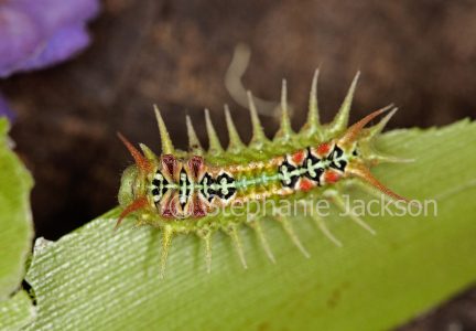 Caterpillar of Four Spotted Cup Moth, Doratifera quadriguttata