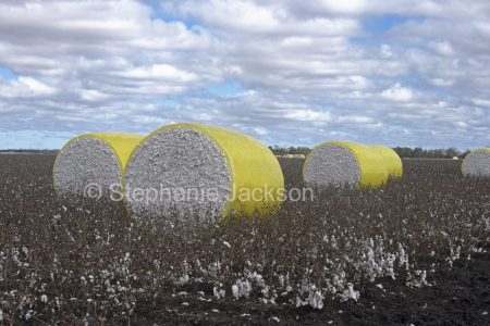 Round bales of cotton in a farm field