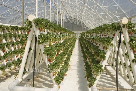 Hydroponic strawberries growing in a commercial greenhouse