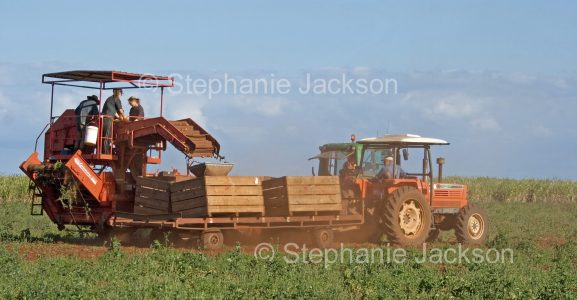 Potato harvesting