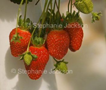 Cluster of ripe strawberries produced in a commercial hydroponic system