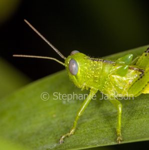 Close up of green grasshopper with huge eyes