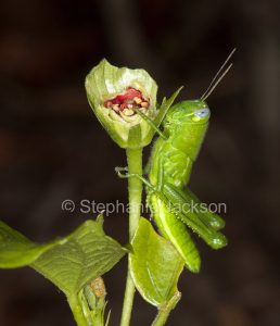 Green grasshopper eating bud of hibiscus